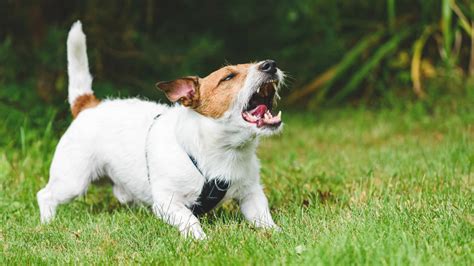 These sudden purges are why aggressive <b>dogs</b> are often characterized as having “turned,” snapped, or possessed of a <b>Jekyll</b> and <b>Hyde</b> personality as well as why historically “friendly” <b>dogs</b> who have never known any overt trauma or aggressive disposition can suddenly act aggressively as if the episode came out of the blue. . Jekyll and hyde syndrome dogs